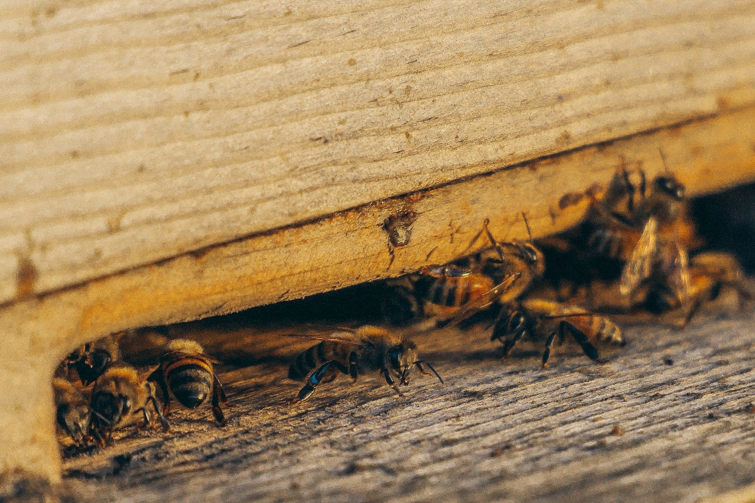 How to Keep Pests Away from Your Home Safely