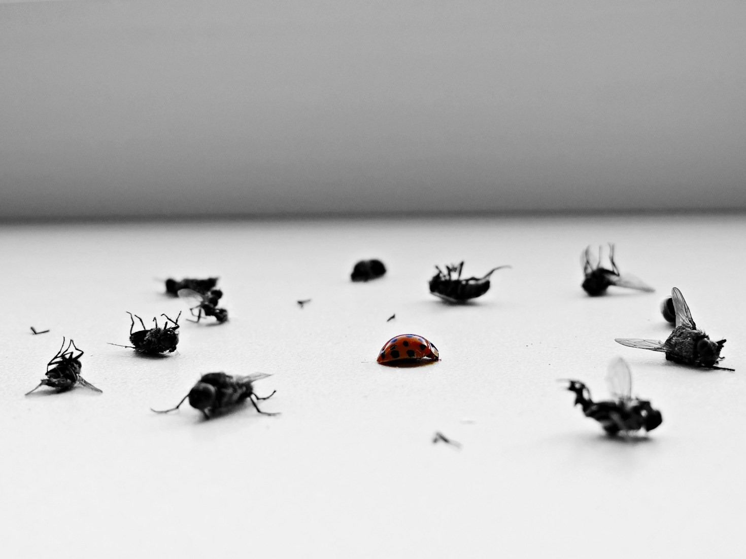 Top Tips for Pet-Friendly Pest Control