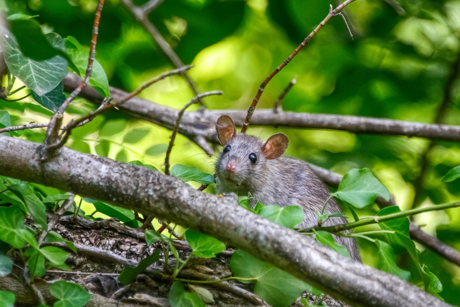 Why Professional Pest Control is Worth It