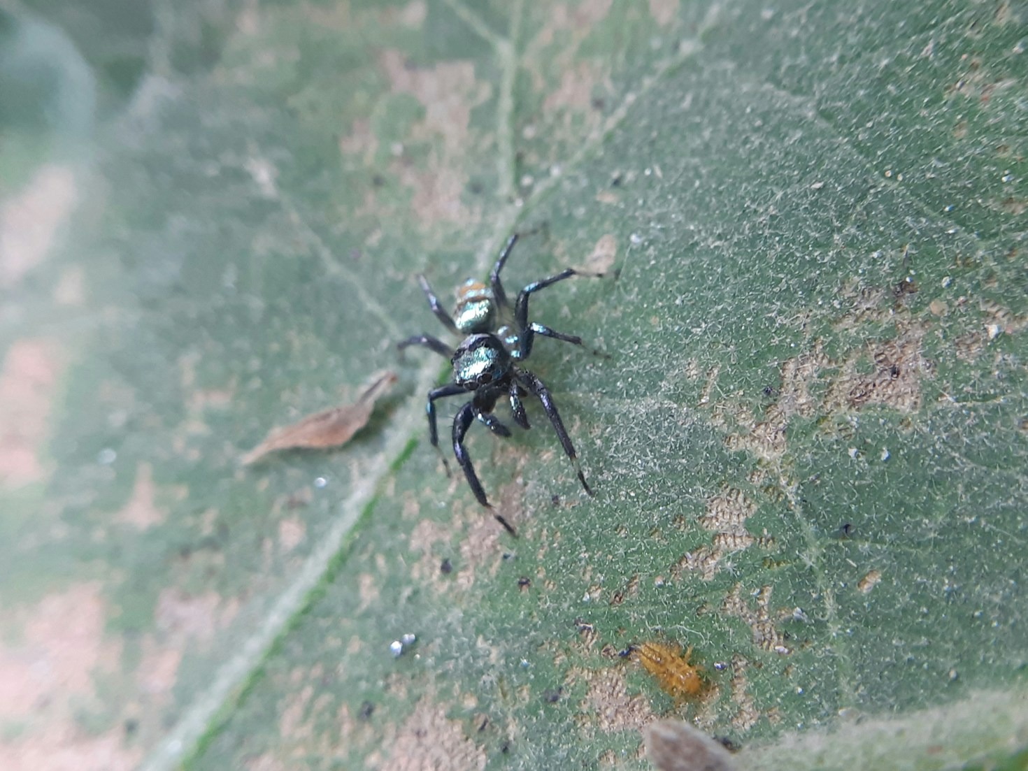 Urgent Solutions for Immediate Pest Problems